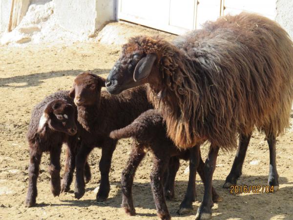 ارتباط سیدر با چند قلو زایی دام